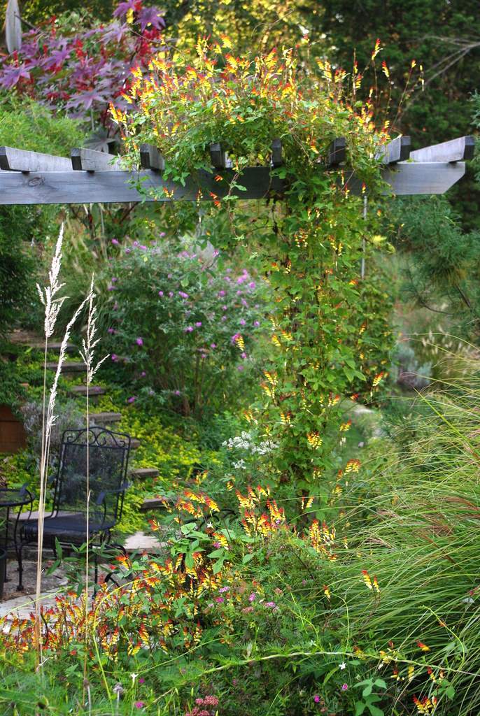 It s not work it s gardening spanish flag vine